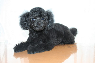 トイプードルブラック(黒色)の子犬メス、生後3ヶ月画像