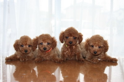 トイプードルレッドの子犬メス姉妹4頭、生後2ヶ月画像