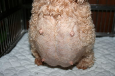 トイプードル妊娠犬の画像