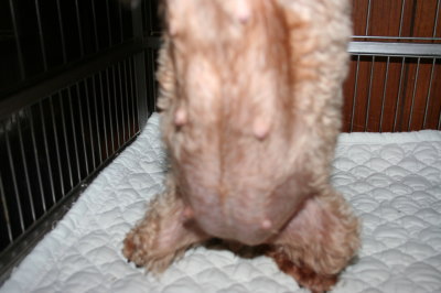 トイプードル妊娠犬の画像