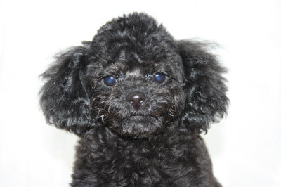 トイプードルブラック(黒色)の子犬メス、生後3ヶ月半画像