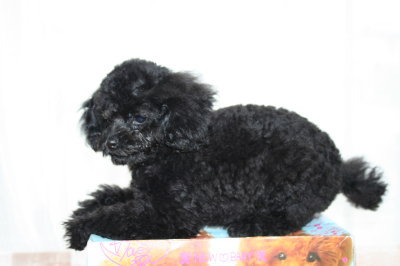 トイプードルブラック(黒色)の子犬メス、生後3ヶ月半画像