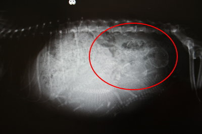 トイプードルシルバー(グレー)、妊娠犬のレントゲン画像