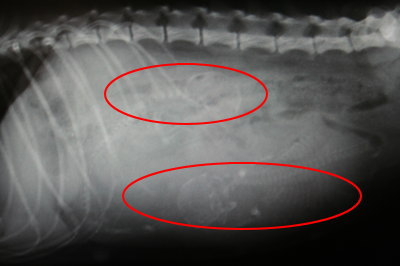 トイプードルシルバー妊娠犬のレントゲン画像