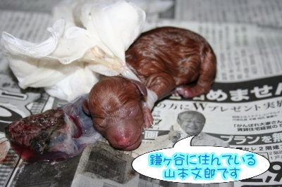 トイプードルレッド犬の出産(お産)画像