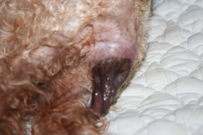 トイプードルレッド犬の出産(お産)画像