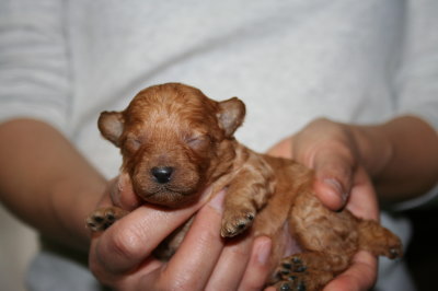 トイプードルレッドの子犬オス、生後10日画像