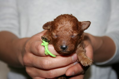 トイプードルレッドの子犬オス、生後10日画像