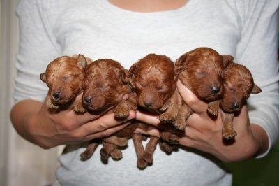 トイプードルレッドの子犬オス5頭、生後10日画像