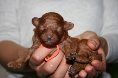 トイプードルレッドの子犬メス、生後10日画像