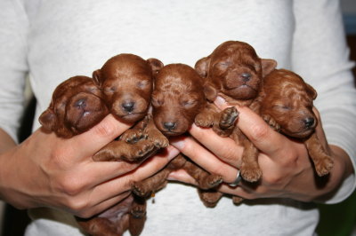 トイプードルレッドの子犬オス2頭メス3頭、生後10日画像