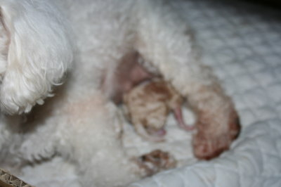 トイプードルホワイト(白色)犬の出産画像
