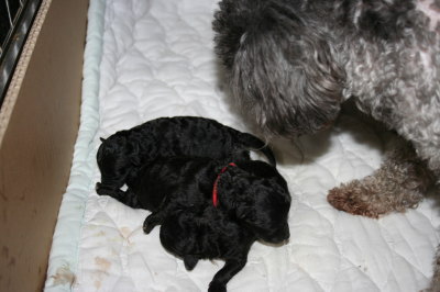 トイプードルシルバー(グレー)犬の出産(お産)画像