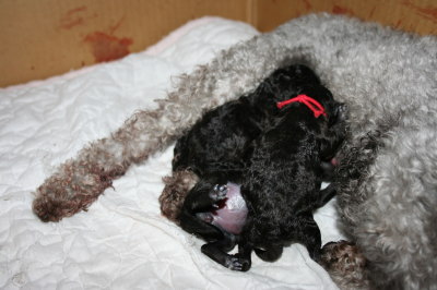 トイプードルシルバー(グレー)犬の出産(お産)画像