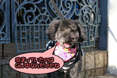 トイプードルブラック(黒色)メス成犬画像