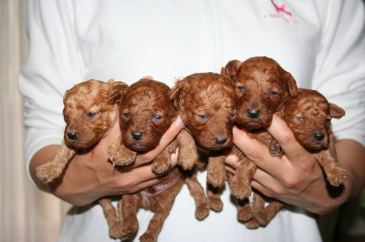 トイプードルレッドの子犬オス5頭、生後2週間画像