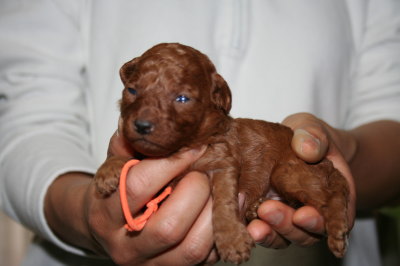 トイプードルレッドの子犬メス、生後2週間画像