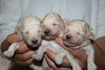 トイプードルホワイト(白色)の子犬オス1頭メス2頭、生後10日画像