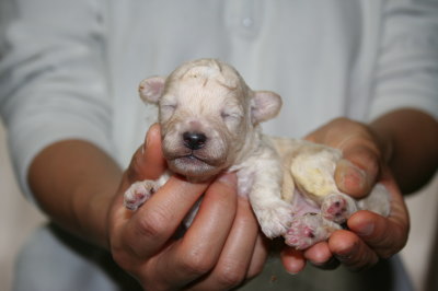 トイプードルホワイト(白色)の子犬オス、生後10日画像