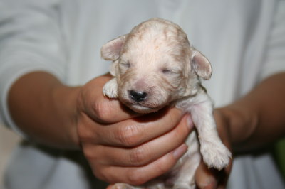 トイプードルホワイト(白色)の子犬メス、生後10日画像