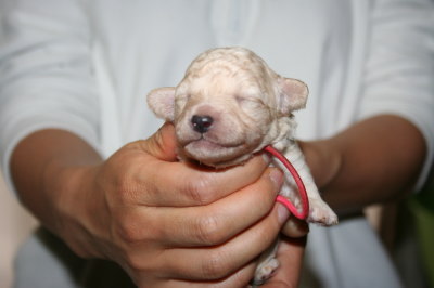 トイプードルホワイト(白色)の子犬メス、生後10日画像