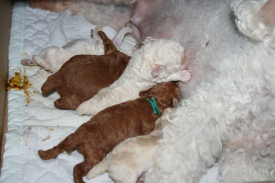 トイプードルの子犬ホワイトとレッド乳飲み画像