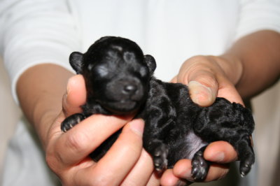 トイプードルシルバー(グレー)の子犬オス1頭生後10日画像