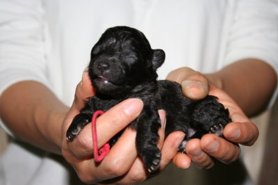 トイプードルシルバー(グレー)の子犬メス1頭、生後10日画像