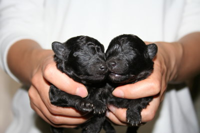 トイプードルシルバー(グレー)の子犬オス1頭メス1頭、生後10日画像
