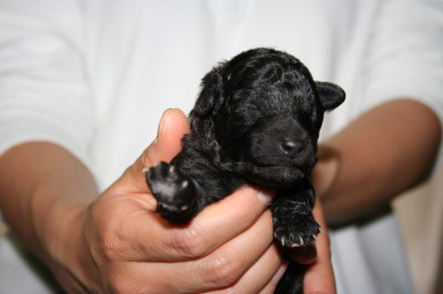トイプードルシルバー(グレー)の子犬オス1頭、生後10日画像
