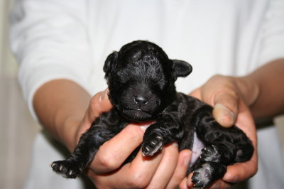 トイプードルシルバー(グレー)の子犬オス1頭、生後10日画像
