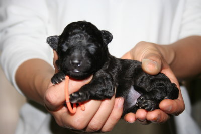 トイプードルシルバー(グレー)の子犬メス生後10日画像