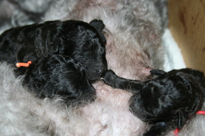 トイプードルシルバー(グレー)の子犬オス1頭メス2頭、生後10日画像