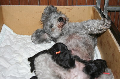 トイプードルシルバー(グレー)の子犬オス1頭メス2頭、生後10日画像