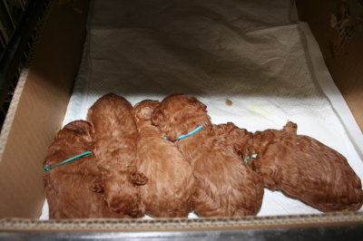 トイプードルレッドの子犬オス5頭、生後3週間画像
