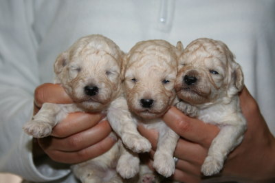 トイプードルホワイト(白色)の子犬オス1頭メス2頭、生後3週間画像