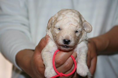 トイプードルホワイト(白色)の子犬メス、生後3週間画像