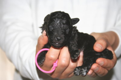 トイプードルシルバー(グレー)の子犬オス1頭メス1頭、生後2週間画像