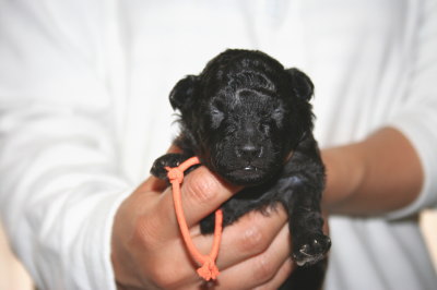 トイプードルシルバー(グレー)の子犬メス、生後2週間画像