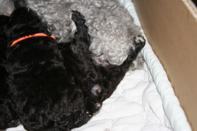 トイプードルシルバー(グレー)の子犬オスメス、生後2週間画像