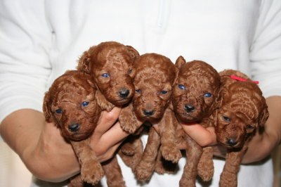 トイプードルレッドの子犬オス2頭メス3頭、生後3週間画像