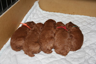 トイプードルレッドの子犬オス2頭メス3頭、生後3週間画像