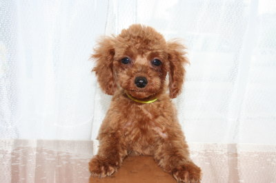 タイニーサイズ☆トイプードルレッドの子犬メス、生後3ヶ月画像