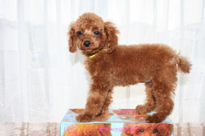 タイニーサイズ☆トイプードルレッドの子犬メス、生後3ヶ月画像
