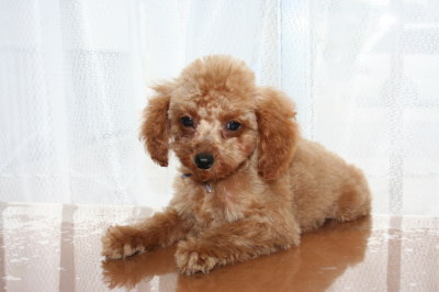 タイニーサイズ☆トイプードルアプリコットの子犬メス、生後3ヶ月画像