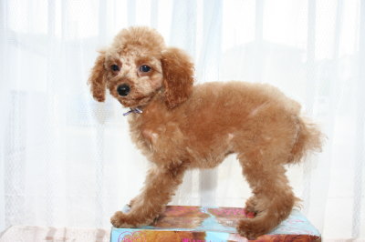 タイニーサイズ☆トイプードルアプリコットの子犬メス、生後3ヶ月画像