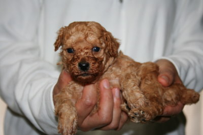 トイプードルアプリコットの子犬オス、生後4週画像