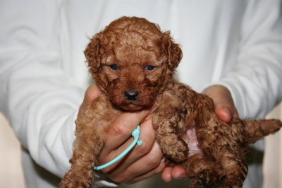 トイプードルレッドの子犬オス、生後4週画像
