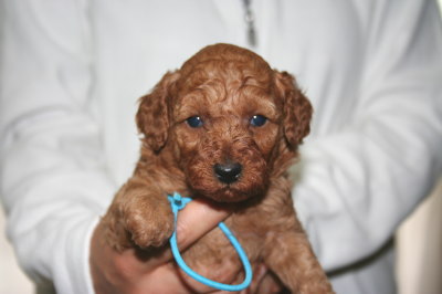 トイプードルレッドの子犬オス、生後4週画像
