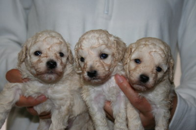 トイプードルホワイト(白色)の子犬オスメス、生後3週間画像